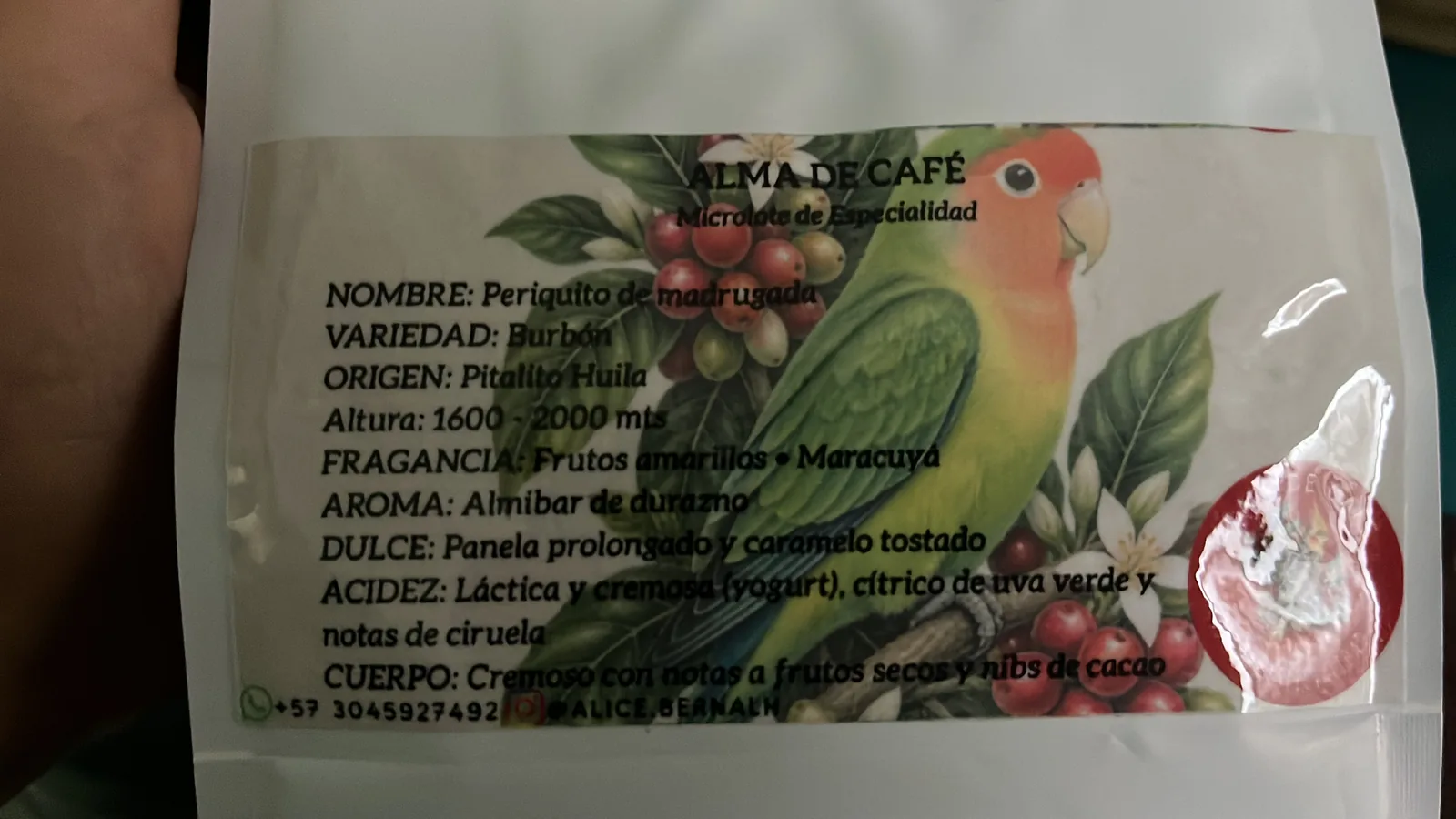 Periquito de madrugada